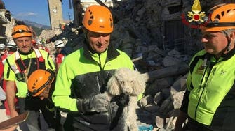 Dog called Romeo rescued from rubble 10 days after Italy quake