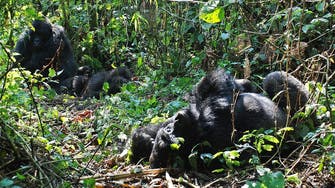 World’s largest gorilla is ‘critically endangered’  