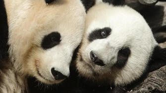 Giant panda is no longer endangered, experts say