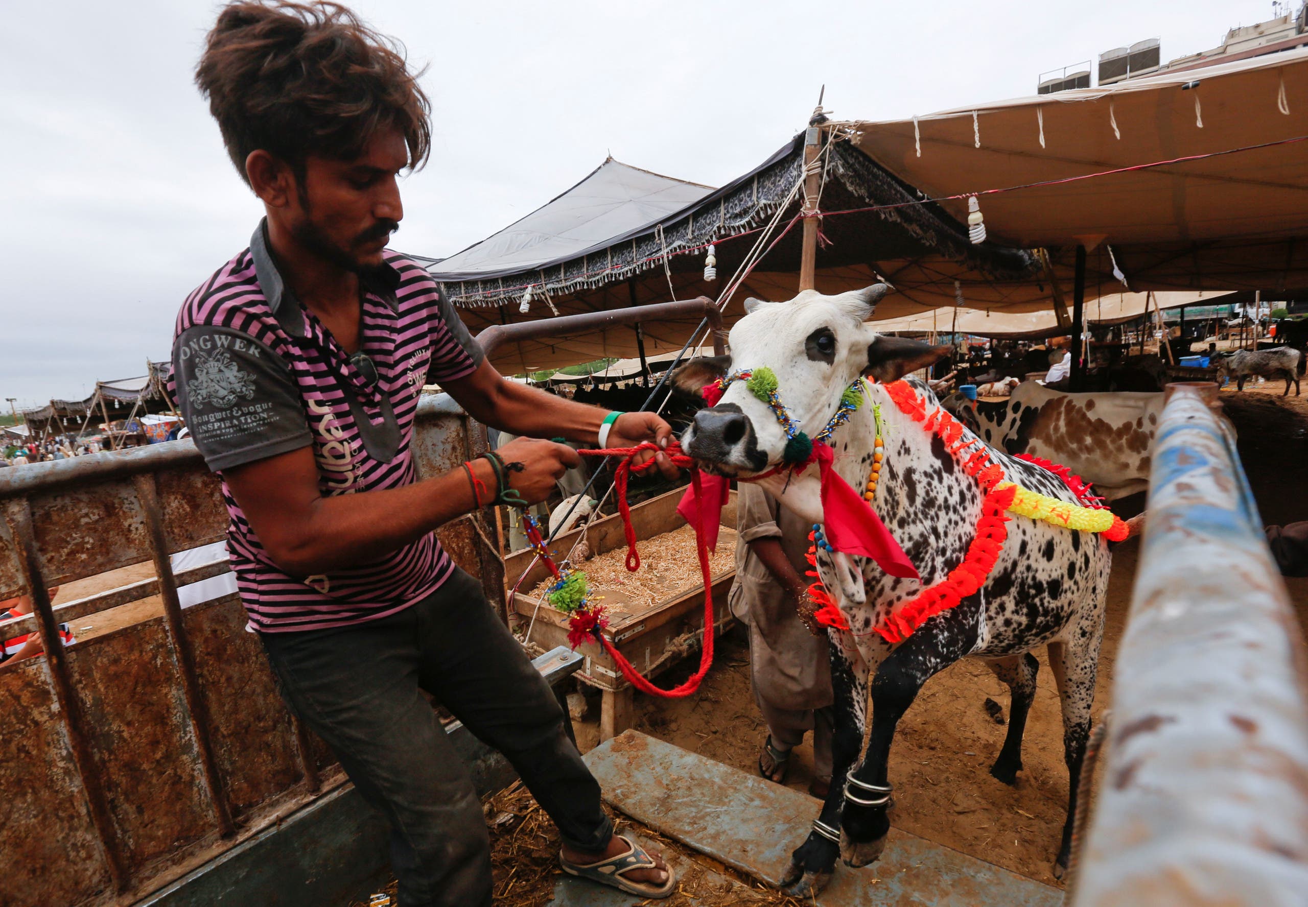 sarcfiice animal reuters