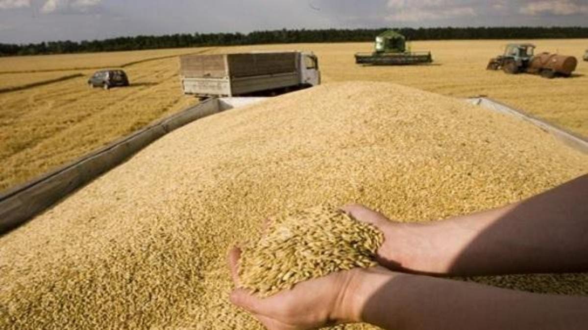 مصر تخصص 1.1 مليار جنيه دفعة مقدمة لشراء القمح المحلي من المزارعين