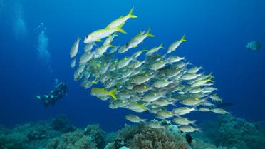 Scientists monitored blue-green damselfish isolating some while allowing others to remain in their shoals to better understand why they prefer to socialize. (AP)