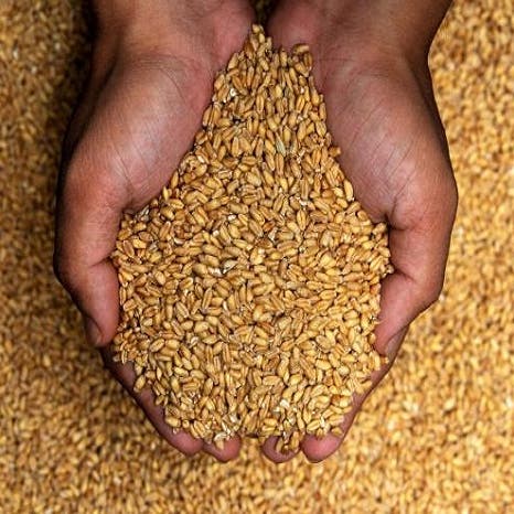 الحرب المحتملة بين روسيا وأوكرانيا تهدد 80% من واردات القمح لدولة عربية