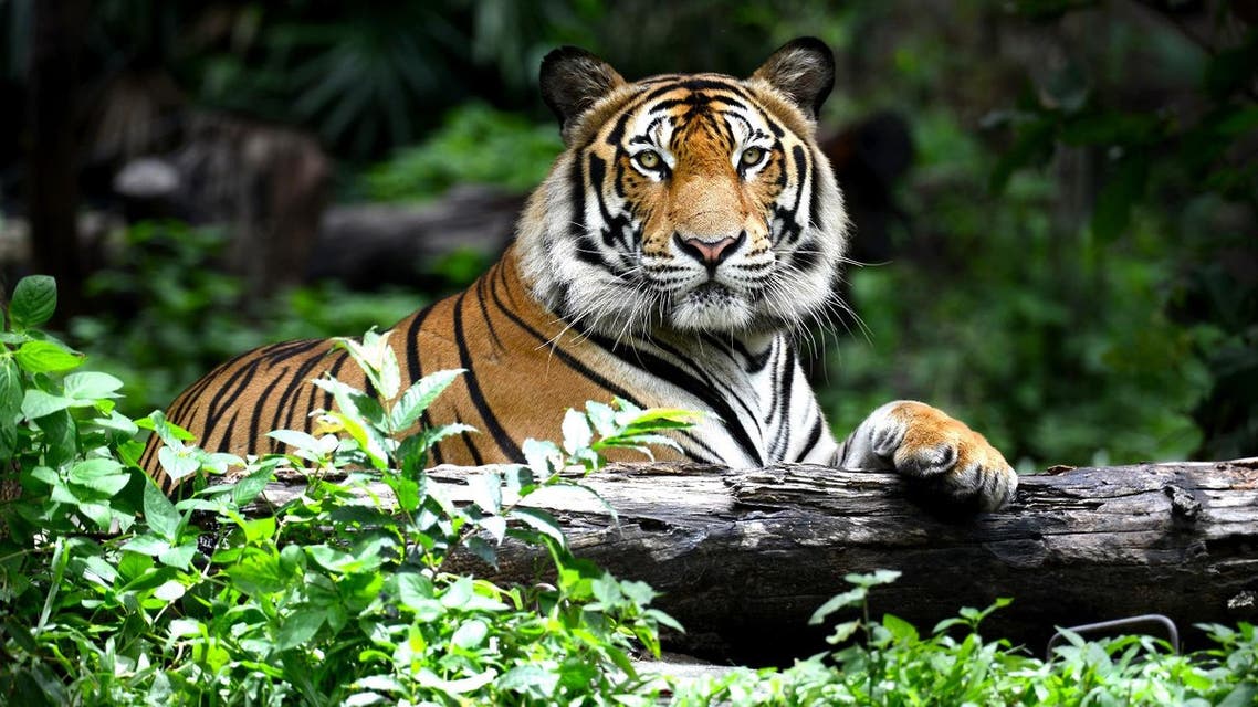 Tiger (Shutterstock)