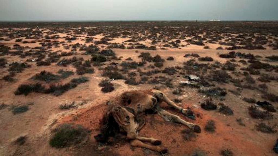 This Saturday, March 12, 2011 picture shows a dead camel in the desert outside the southeastern village of Ben Guerdane, Tunisia, close to the border with Libya. AP