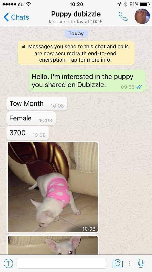 dubizzle puppies for free adoption