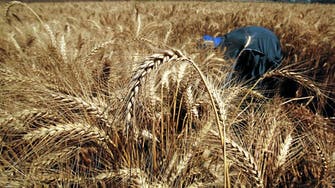 Egypt rejects ship carrying Indian wheat originally intended for Turkey