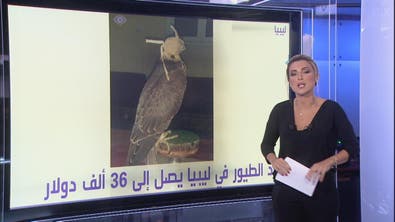 #أنا_أرى مزاد الطيور في ليبيا يصل إلى 36 ألف دولار
