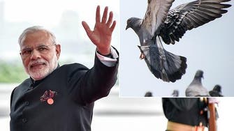 India police detain pigeon with threatening Modi note 