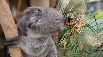 Butterfly photobombs koala at Australian wildlife park