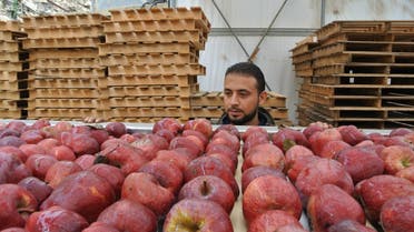 More than 750,000 boxes of apples are stacked in farms in different regions of the country. The closed borders with Syria have created a major obstacle for Lebanese agricultural products to reach their major destinations in the GCC. (File photo)