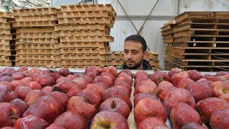 Lebanese apple crisis… a season threatened