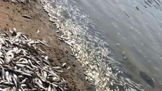 Sewage water, toxic algae behind dead fish on Jeddah beach 