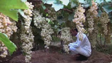 The region supplies more than 20,000 tons of different varieties of grapes all over the country. (Al Arabiya)
