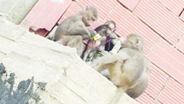 monkey saudi arabia makkah
