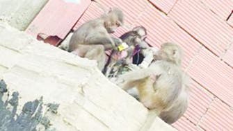 Monkey menace in Makkah