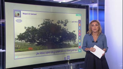 #أنا_أرى شجرة التبلدي العملاقة تواجه خطر الانقراض في سلطنة عمان