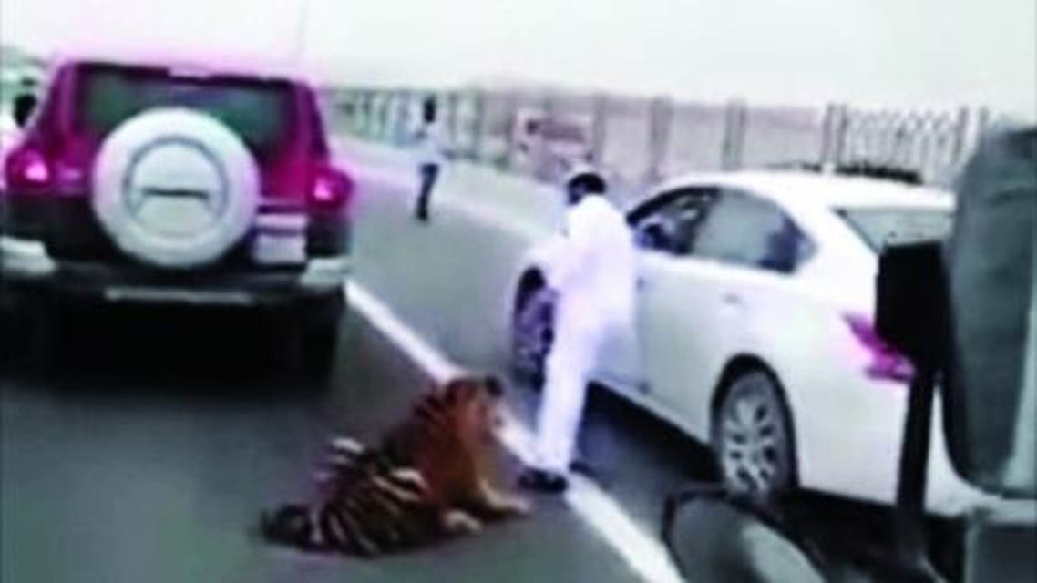 tiger video