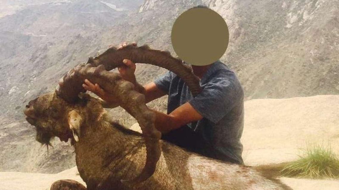 wild goat hunter saudi arabia