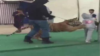 Watch: Tiger attacks Saudi girl in Sakakah