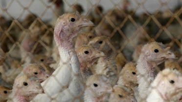 File image of poultry is seen in a cage in the Israeli village of Aviel January 3, 2008. REUTERS/Gil Cohen Magen