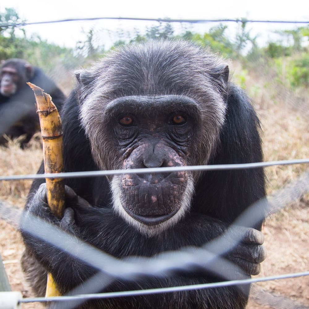 Selfie monkeys' are now endangered because people can't stop