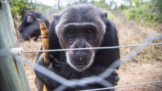 How a Kenyan ape sanctuary is battling illegal Mideast trade