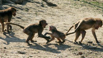 Heatstroke kills monkeys as India suffers in searing temperatures