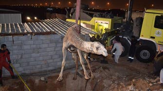 Photos: Camel saved after falling into cistern in Saudi 