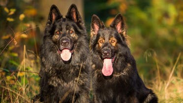 German shepherd dogs shutter stock 