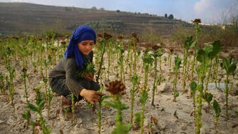 Syria’s irrigated farmland ‘drops by half during war’