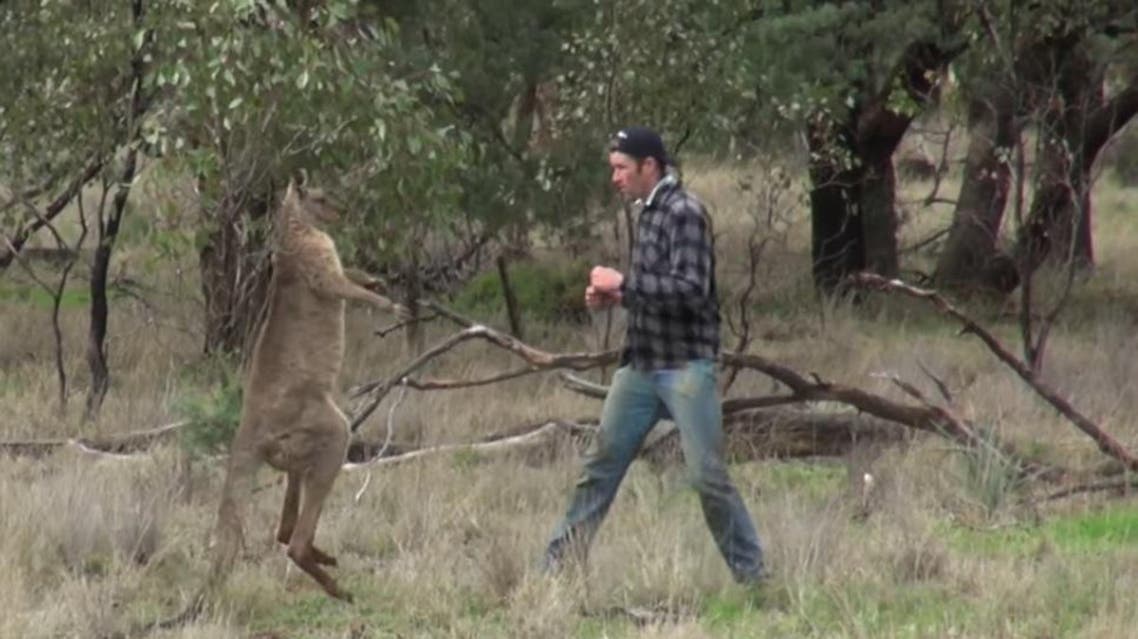 Man who punched kangaroo faces online backlash | Al Arabiya English