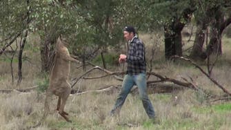 Man who punched kangaroo faces online backlash
