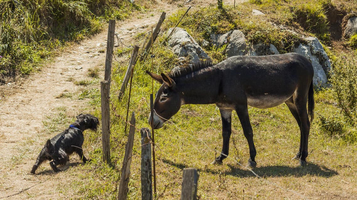 Egypt will send donkeys to China and is also looking into requests from Korea to export dogs there. (Shutterstock image)