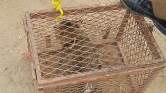 Saudi tweeps hail Civil Defense cat rescue operation 