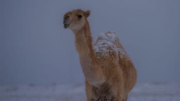 Striking photos of snow covered Saudi desert