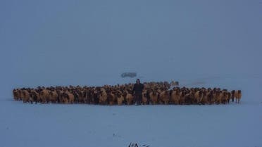 Striking photos of snow covered Saudi desert