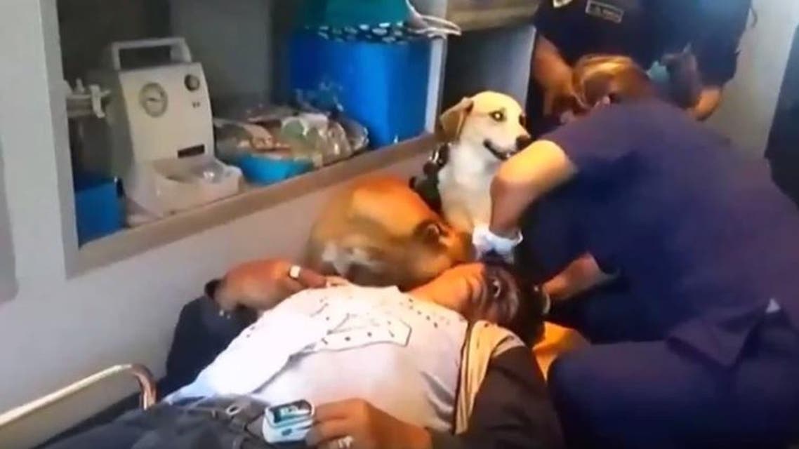 Man in Peru is forced to go to hospital apparently celebrating too much and hittting his head, so his dogs decide to come along. (YouTube)
