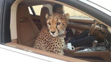 uae cheetah twitter