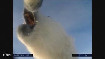 Head-cam video of polar bears hunting warns of global warming
