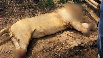 Lions poisoned, beheaded ‘for witchcraft potions’ in South Africa