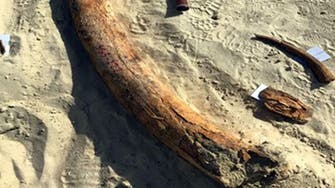 PICTURES: A tusk of an extinct type of elephants found in Saudi Arabia