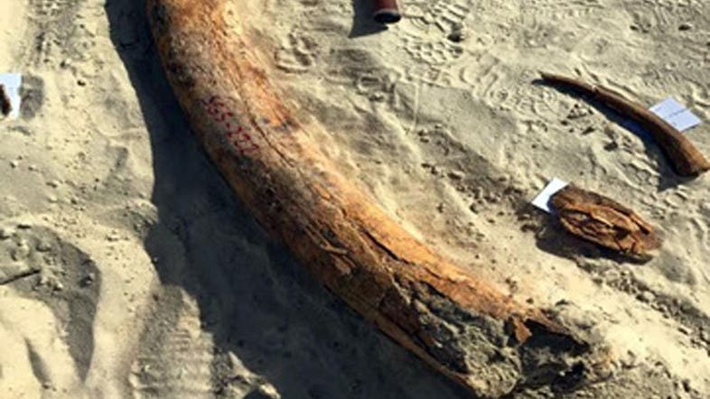 PICTURES: A tusk of an extinct type of elephants found in Saudi Arabia ...