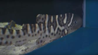 Female shark makes world-first switch to asexual reproduction