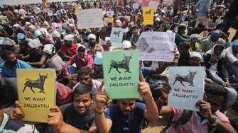 Bull-taming sport allowed but protests go on in south India