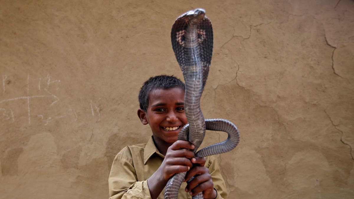 Snake Charmer Dies After Playing With Cobra, Bitten on Finger and Mouth