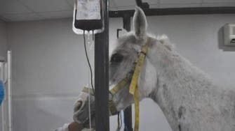 Saudi hospital conducts successful blood transfusion on rare Arabian horse