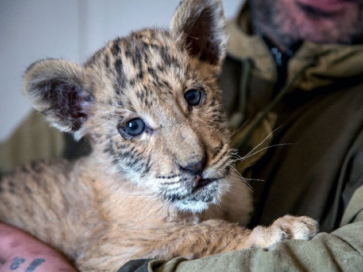Rare lion-tiger hybrid born in Russian zoo | Al Arabiya English