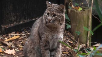 Missing Washington bobcat found in zoo after three-day search