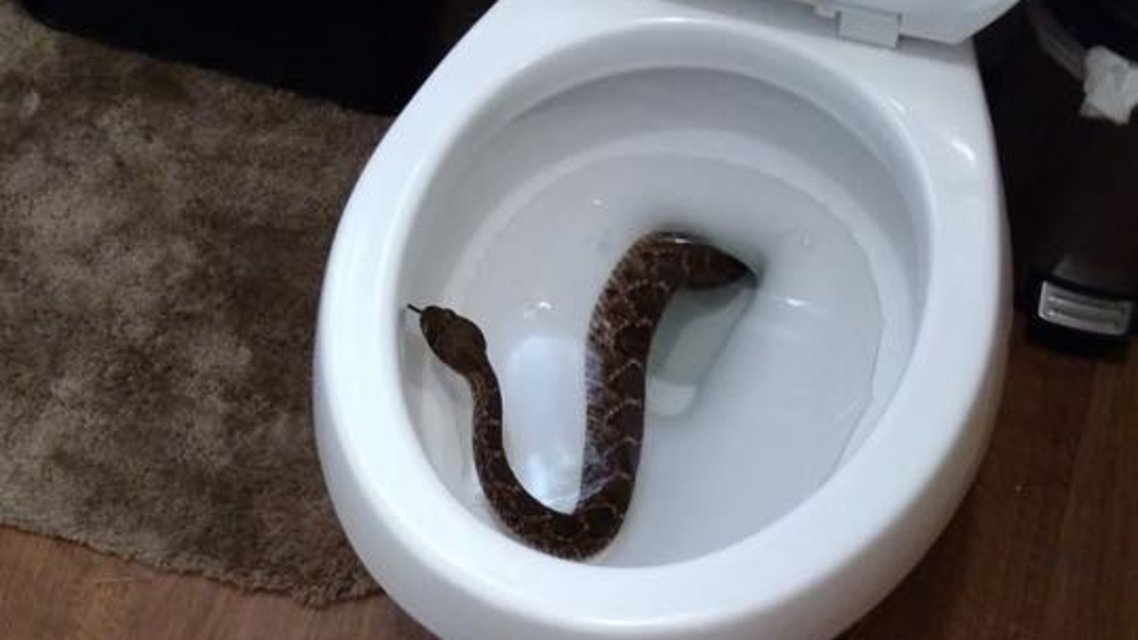 Courtesy Big Country Snake Removal